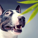 CBD dog treats