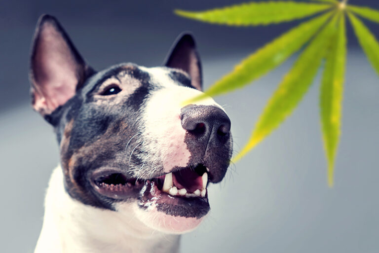 CBD dog treats